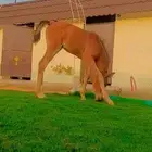 شالية ومربط ب ( ديراب )