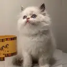 7 قطط صغيره قطه بسه قطوه انثى ذكر شيرازي سكوتش سكواتش هملايا