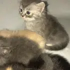 قطط طيور جميع انواع الحيونات اليفه يوجد توصيل