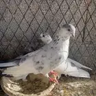 باكستاني باتيرا بيور