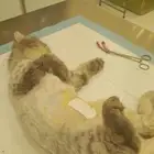 فندقه تعقيم او اخصاء قطط يوجد تقسيط تابي وتمارا