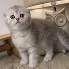 سكوتش فولد كيتن قطط جدة قطط للبيع قطوه قطه بسه شيرازي هملايا