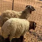 فحل نعيمي صنف