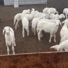 بهم حري تربيه