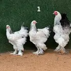 أطقم براهما كولمبي