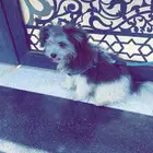 كلب للبيع ب 600 مستعجل