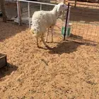 حريه حرشاء