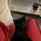 قطط للتبني