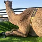 راس تريله للسحب ودنه هيدروليك للنقل العام