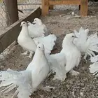 حمام هزازي