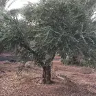 شجر زيتون للبيع مثمر نيبالي وجميع الانواع والاحجام