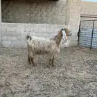 عنز عارضية صفراء