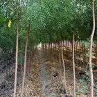 مشاتل لجميع النبتات