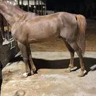 حصان واهو