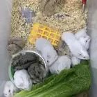 عندك حيوان ماتبغاه ( للتبني ) انا اخذها منك