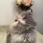 9 قطط للبيع كاليكو بيكي فيس هملايا شيرازي بيرشن سكوتش فولد