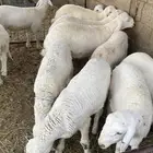 بهم حري فاخر