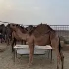 حاشي
