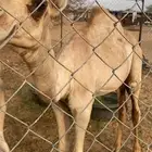 قعدان اربعه بحاله ممتازه