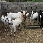 12 راس غنم مع الفحل