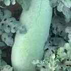 حبحب عثري للبيع