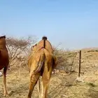 ناقه ساحليه