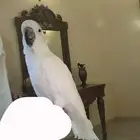 طير كيكاتو