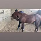 خيل شعبي كفو