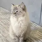 قطة هيمالايا للتبني