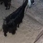 عنز للبيع الموقع املج