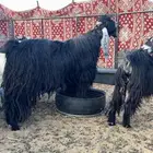 تيس سديس عارضي حار في القرع