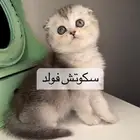 قطط اقساط تقسيط قطط تمارا قطط تابي سكوتش فولد هاف بيكي كيتن