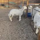 رخل صنف