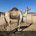 ذلول شكل وسلاله للبيع