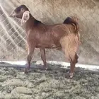 فحل حبشي صنف الصنف