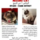 قطة مفقودة missing cat