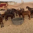 تيوس