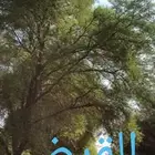 مشاتل النادر لبيع الشتلات