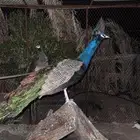 زوج طاووس منتج