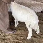 حري حريات ذبايح ذبيحه ذبائح ذبيحة رخال طلي هرافي