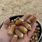تمر بويضا بالكيلو