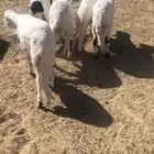 5 سواكن مرابي مغلقه شحم