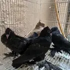 زوج وذكر وطبتين صنعاني مسرول