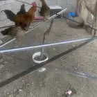 دجاج بلدي
