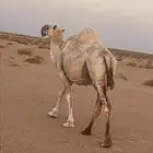 ناقه شاق ضربتها العام ولا عشرت ب7000