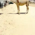 للبيع لقحة كفففوا