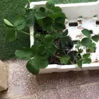 مشتل ومض الاكتروني
