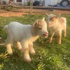 صغار ماعز القزم