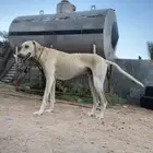سلق عربي العمر سنتين للبدل