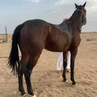 حصان انقليزي